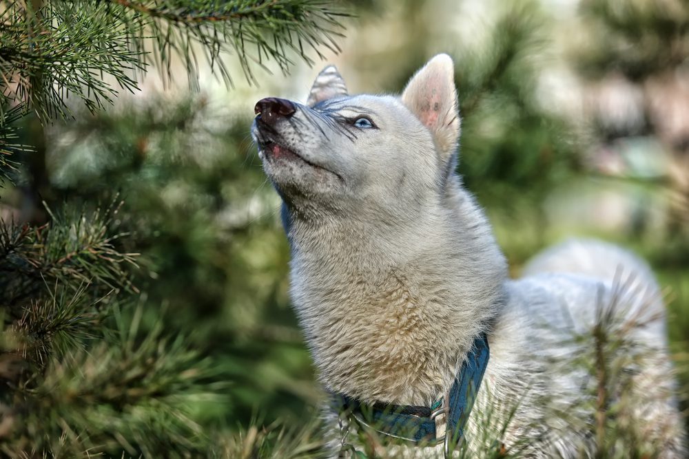 Appearance and Personality of the Blue Eyed White Siberian Husky