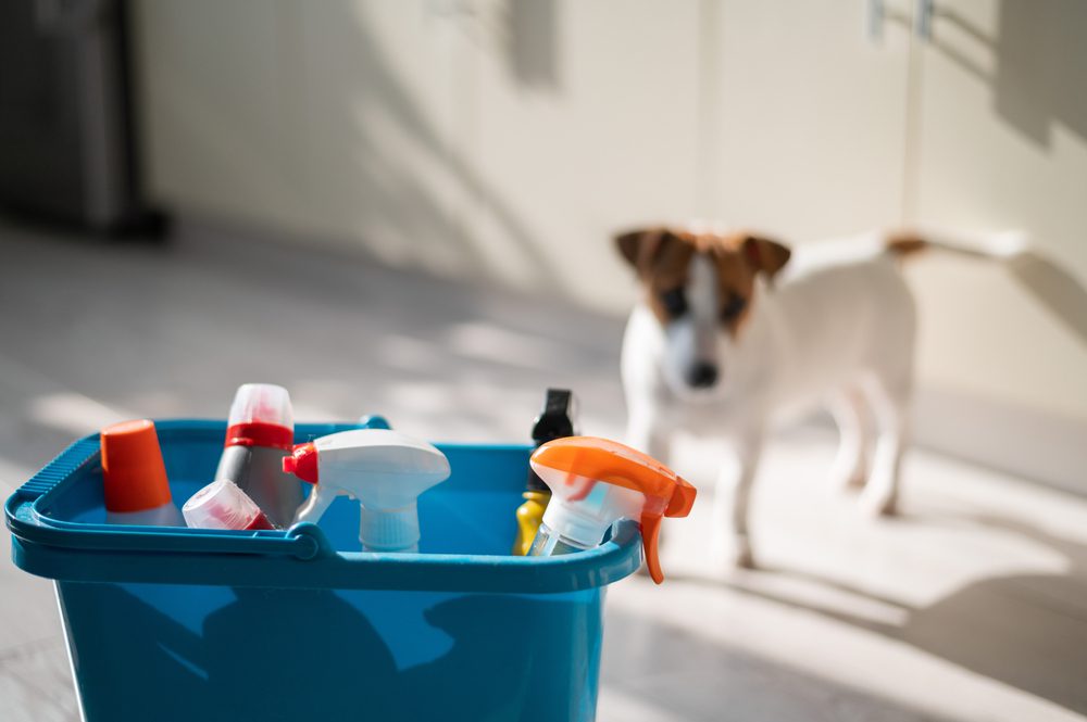 Avoid Toxins and Chemicals that are Harmful to Your Dog