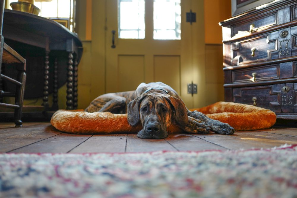 Best Dog Beds For Great Danes