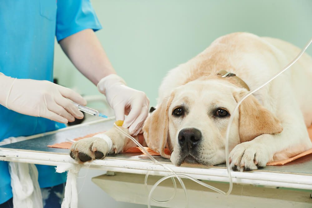Cancer in Dogs Treatment