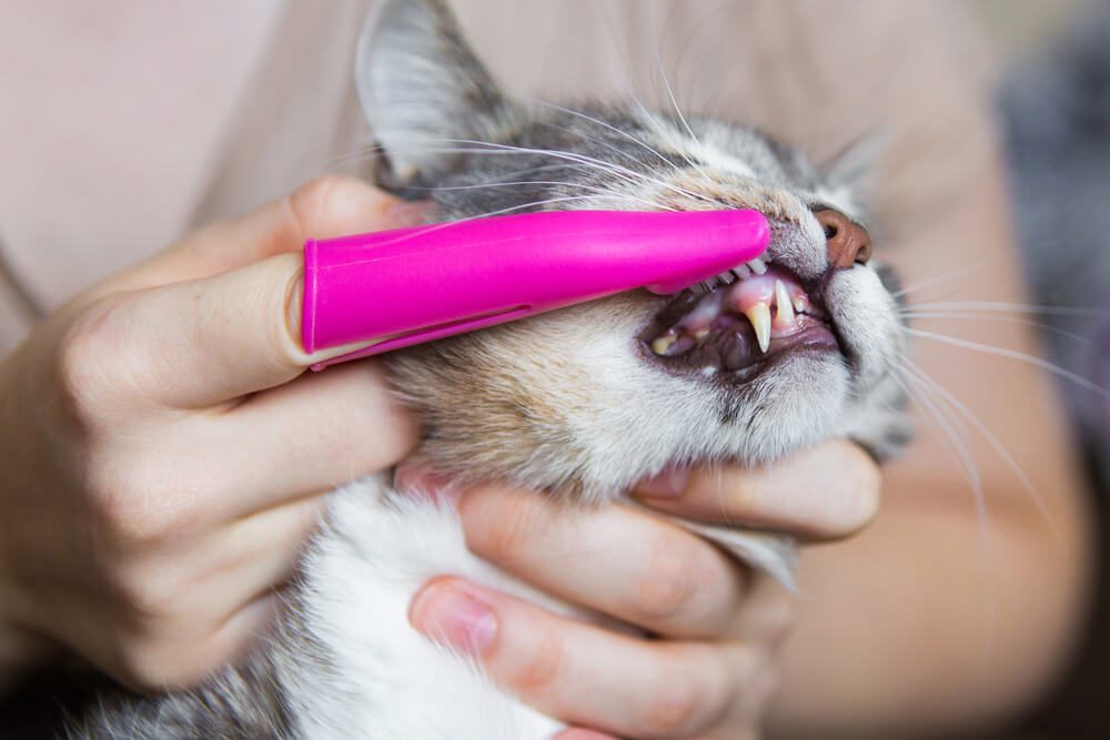 Person brushing cat teeth