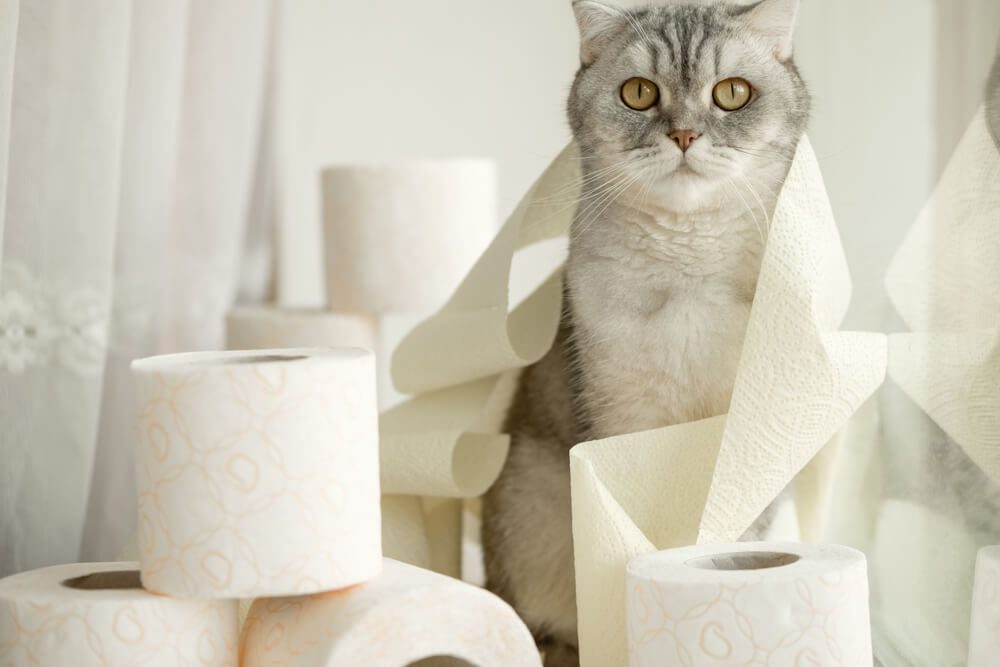 cat surrounded by toilet paper