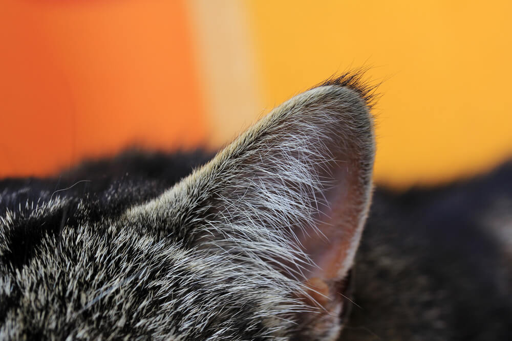 Cat losing hair on ears