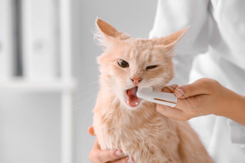 Brushing cat teeth