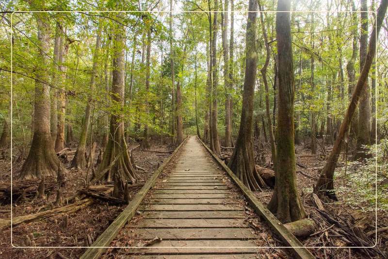 a boardwalk below canopies of champion trees in Congaree National Park, a dog-friendly national park where one can go hiking with dogs