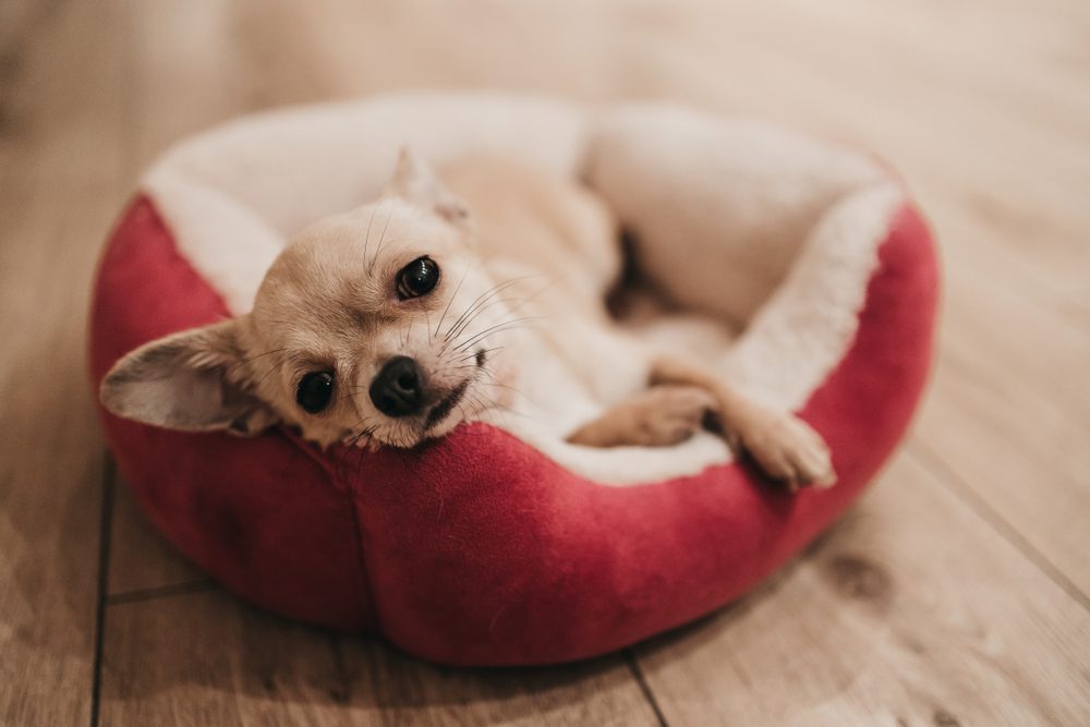 Cute Dog Beds for Your Adorable Pup