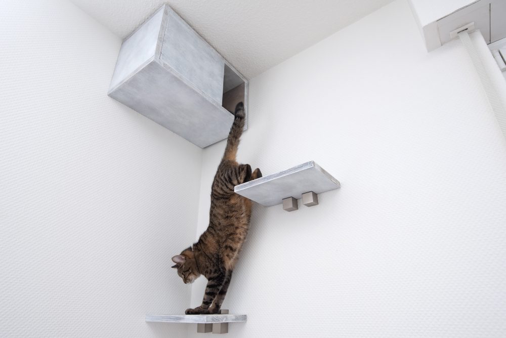 Do-Cats-Need-Pet-Stairs
