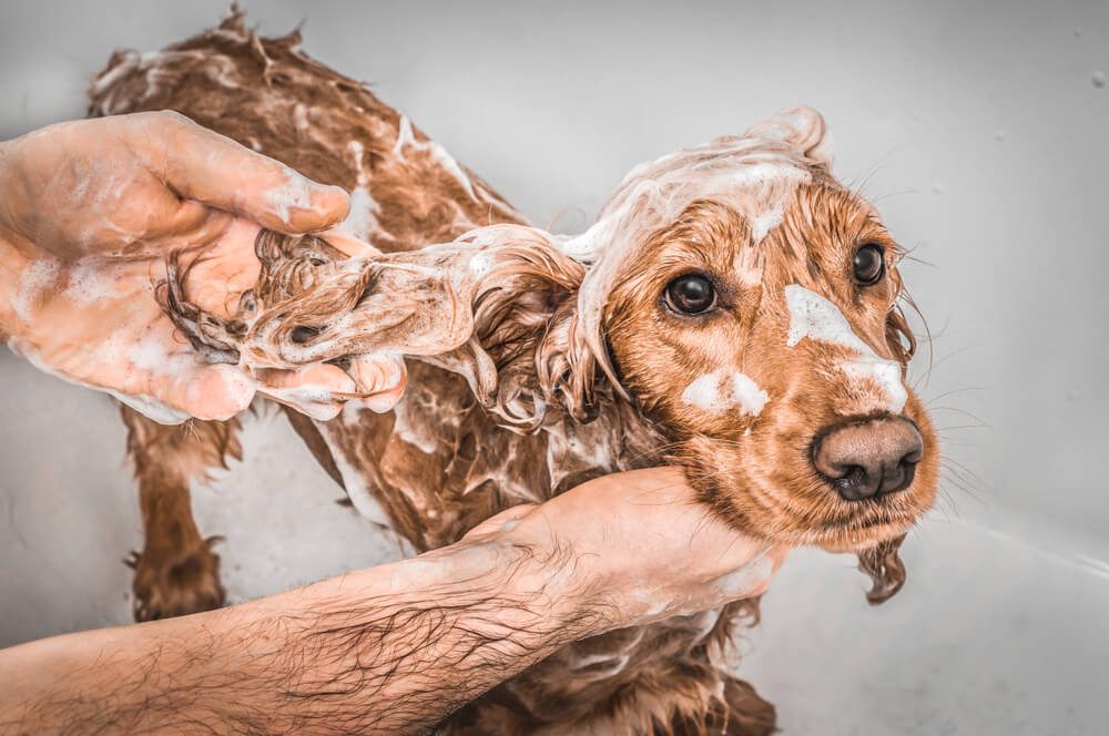 Do Flea Shampoos Work on Dogs