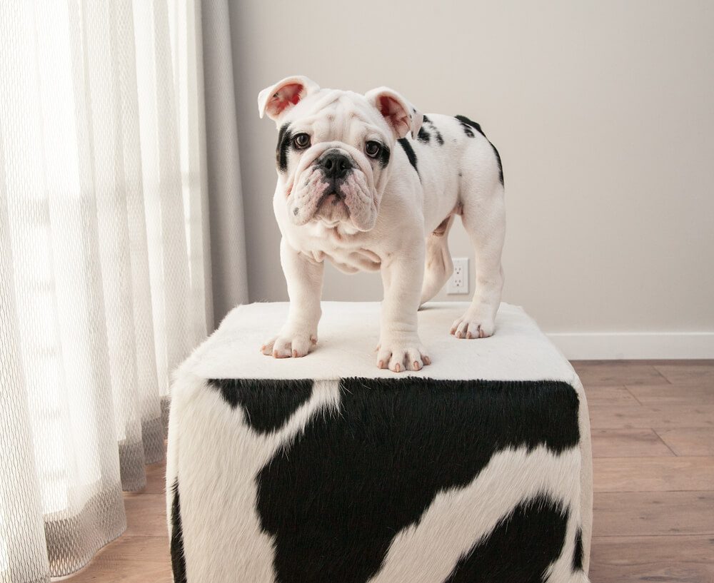 dog bed end tables