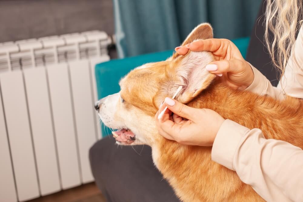 dog ear wax