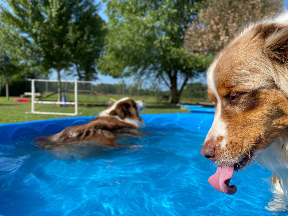 Dog-Pools-Versus-Dogs-in-Swimming-Pools