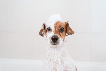 Dog sitting in bathtub with bubbles on head