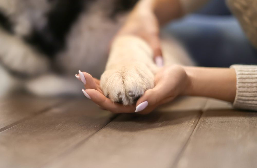 Dogs Licking Paws
