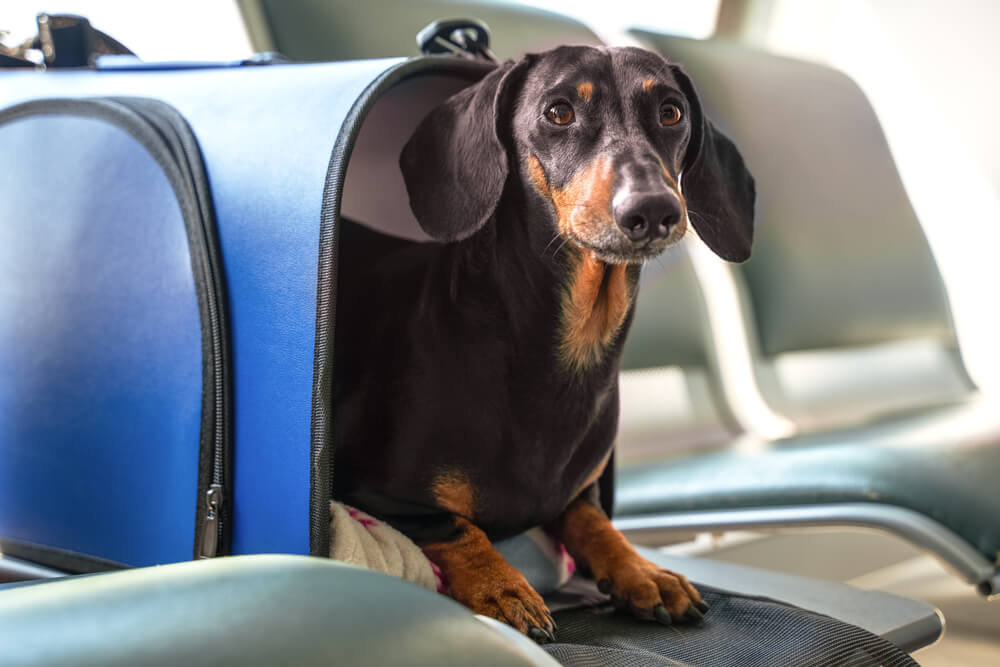 United Airlines Emotional Support Animal