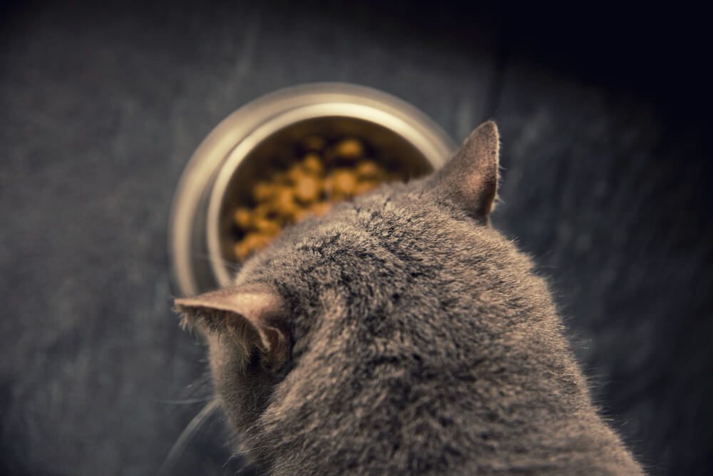 Feline eating Fromm cat food from its bowl
