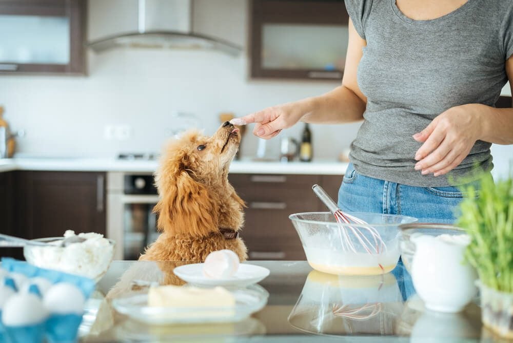 homemade probiotics for dogs