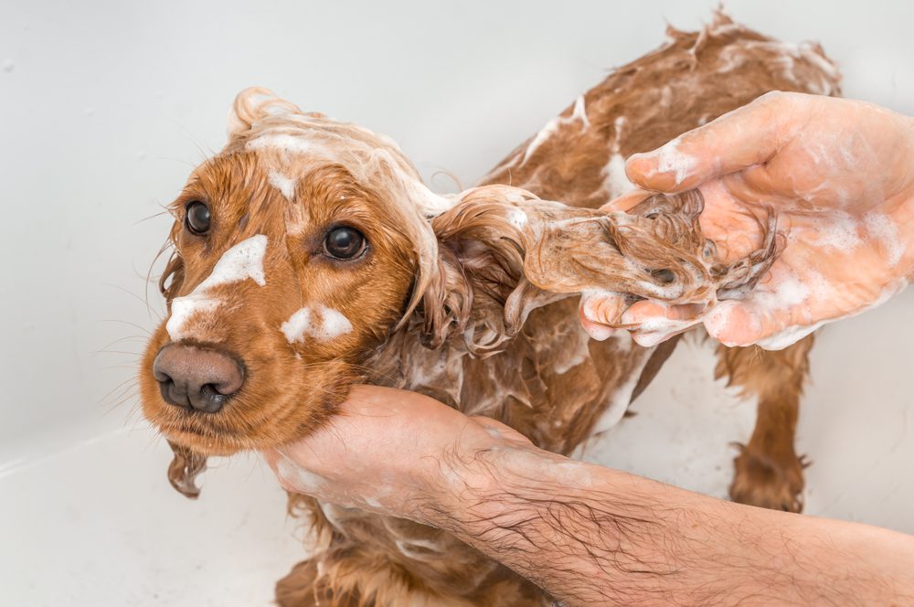 How Long Does it take for Medicated Dog Shampoo to Work