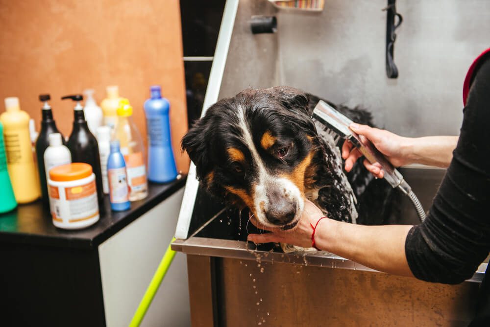 How Often Should I Bathe a Dog With Mange