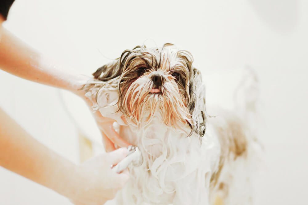 How Often Should You Bathe a Dog With Hypoallergenic Shampoo