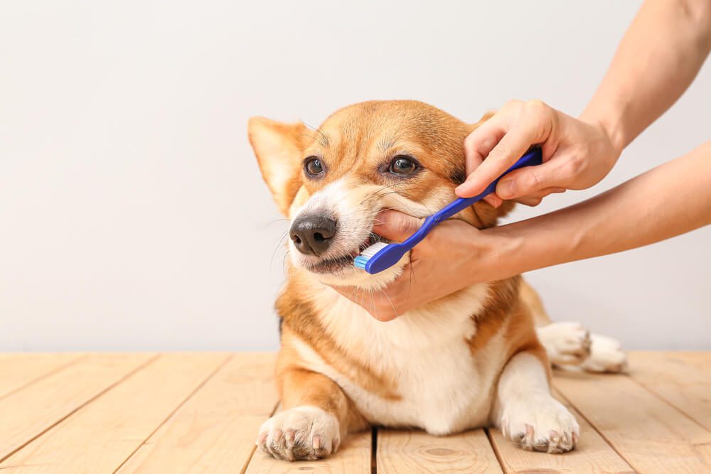 How can I Get Rid of My Dog’s Bad Breath