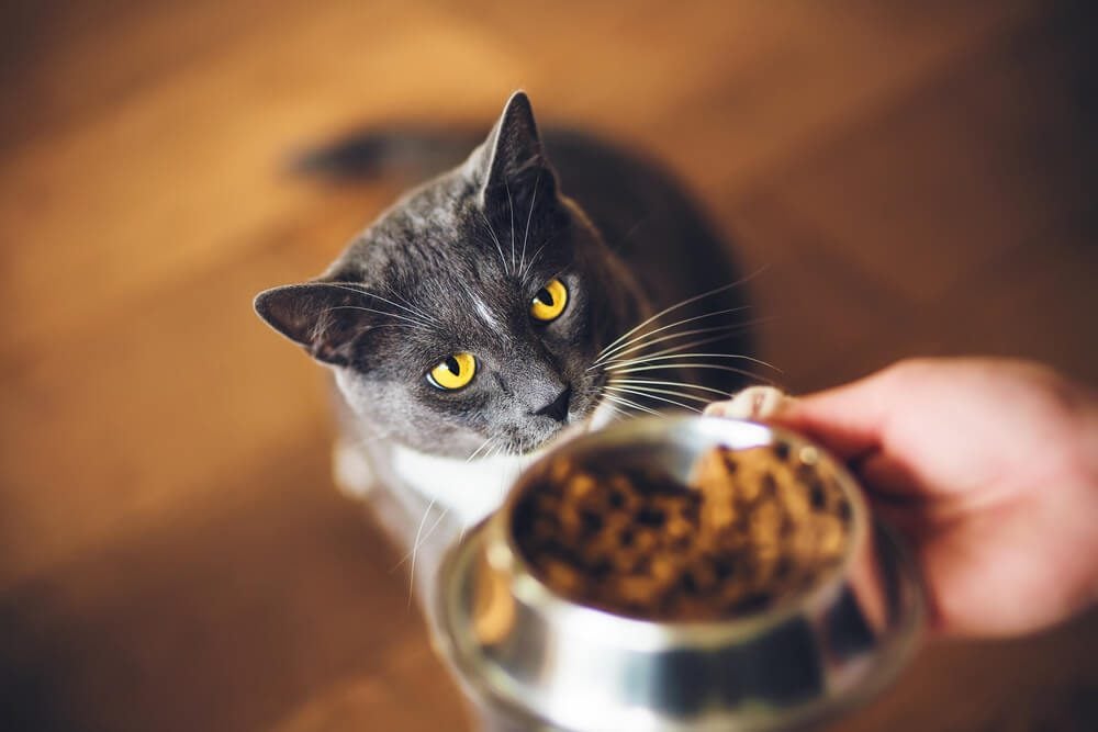 How can I Stimulate My Cat's Appetite