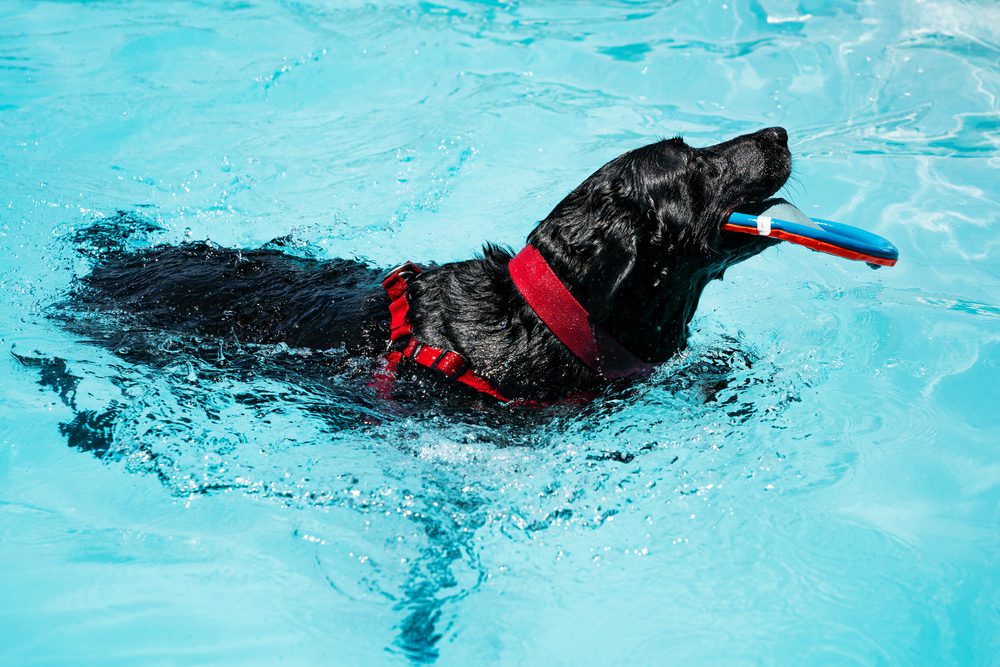 How-to-Choose-the-Best-Dog-Pool-Toys
