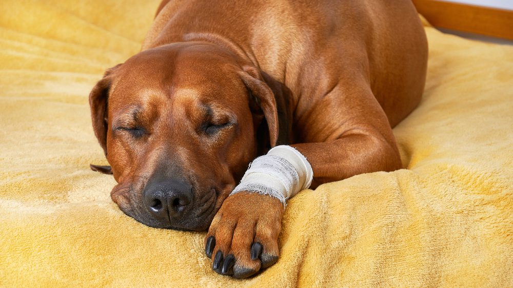 How to Use Neosporin on Dogs