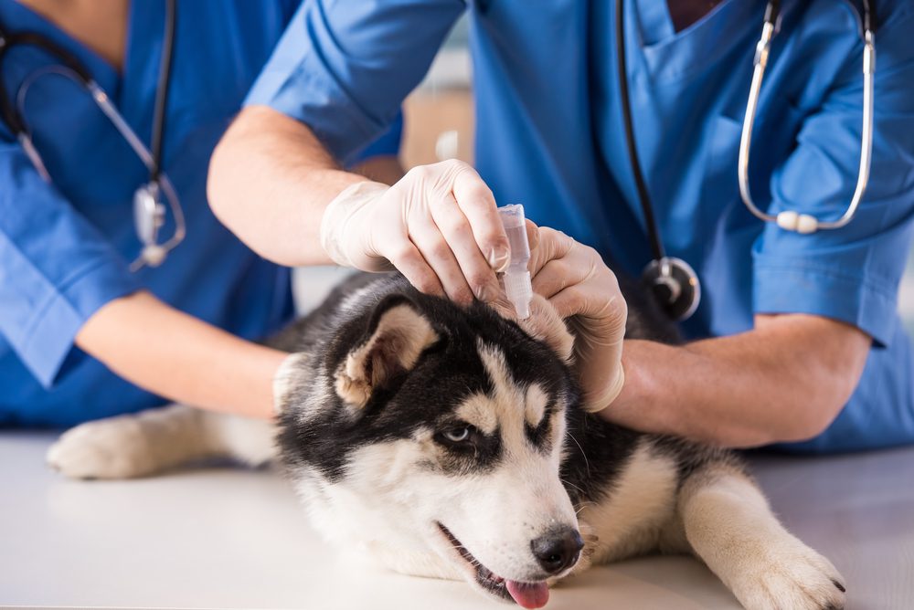 How to Use Zymox to Treat Your Dog’s Ears
