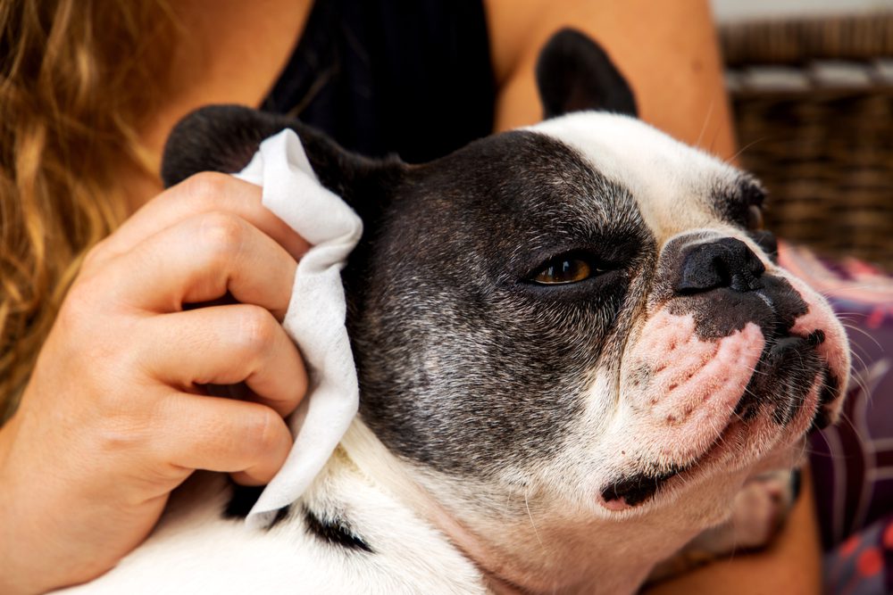 Is Ear Wax Normal for Dogs