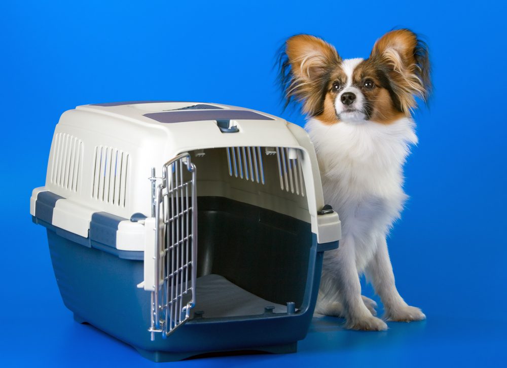 Is-a-Crate-a-Good-Idea-for-a-Dog