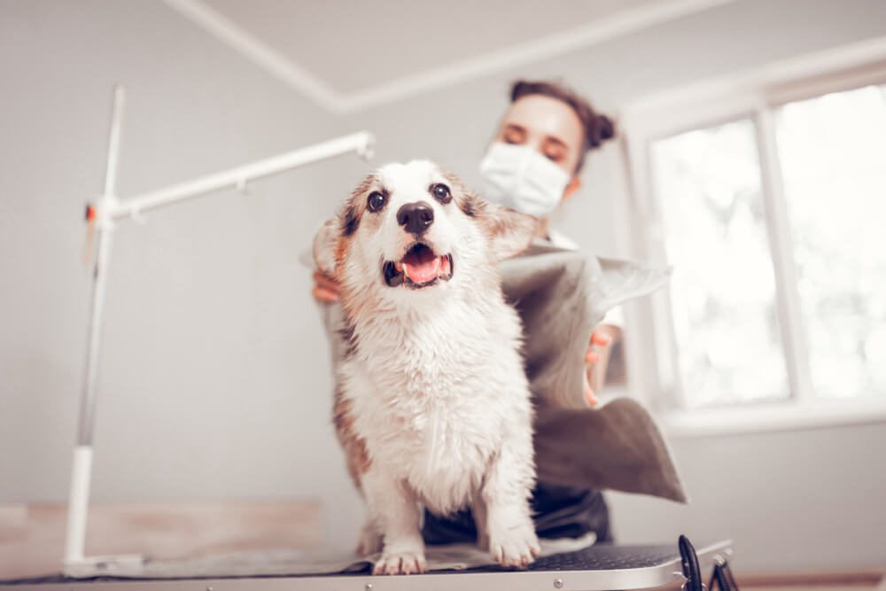 Is it Normal for Dogs’ Breath to Stink