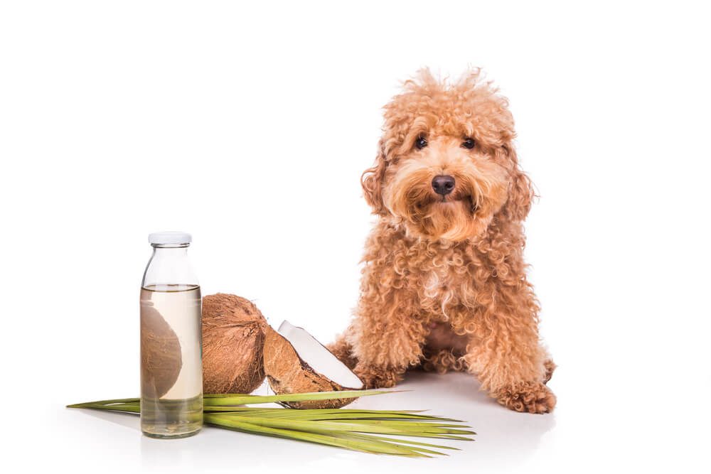 Is it OK to Feed Your Dog Coconut Oil