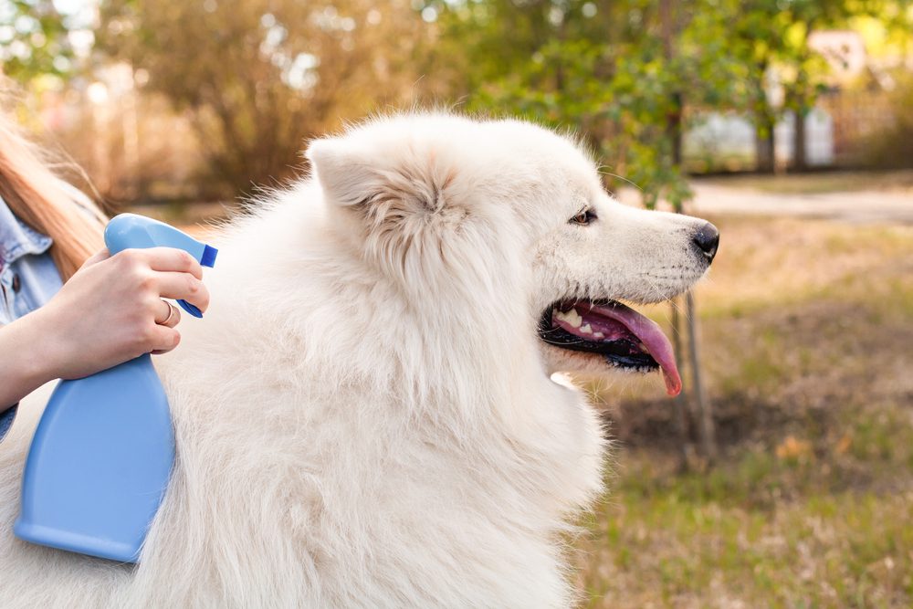 Natural Mosquito Repellents for Dogs
