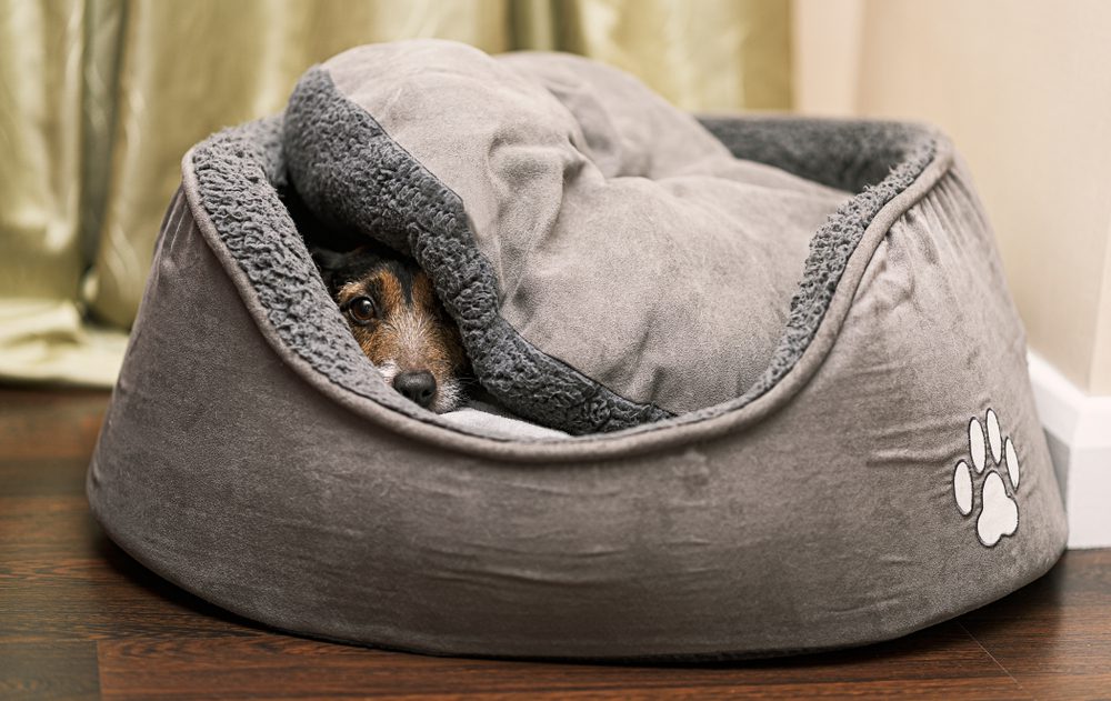 Our Lineup of The Best Dog Beds with Removable Cover