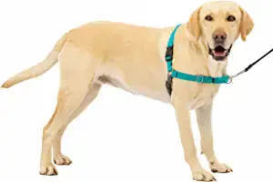 PetSafe Easy Walk Front Clip Dog Harness