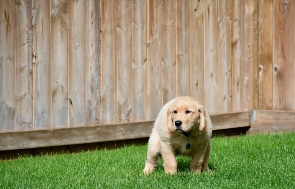 Puppy going potty on grass outside