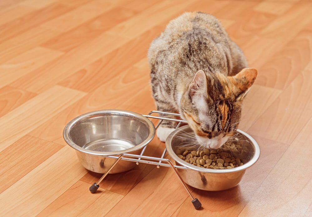 cat eating reveal cat food