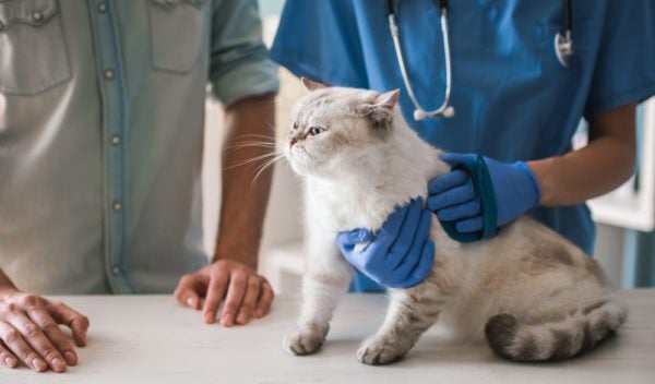 Risks and Considerations on Probiotics for Cats
