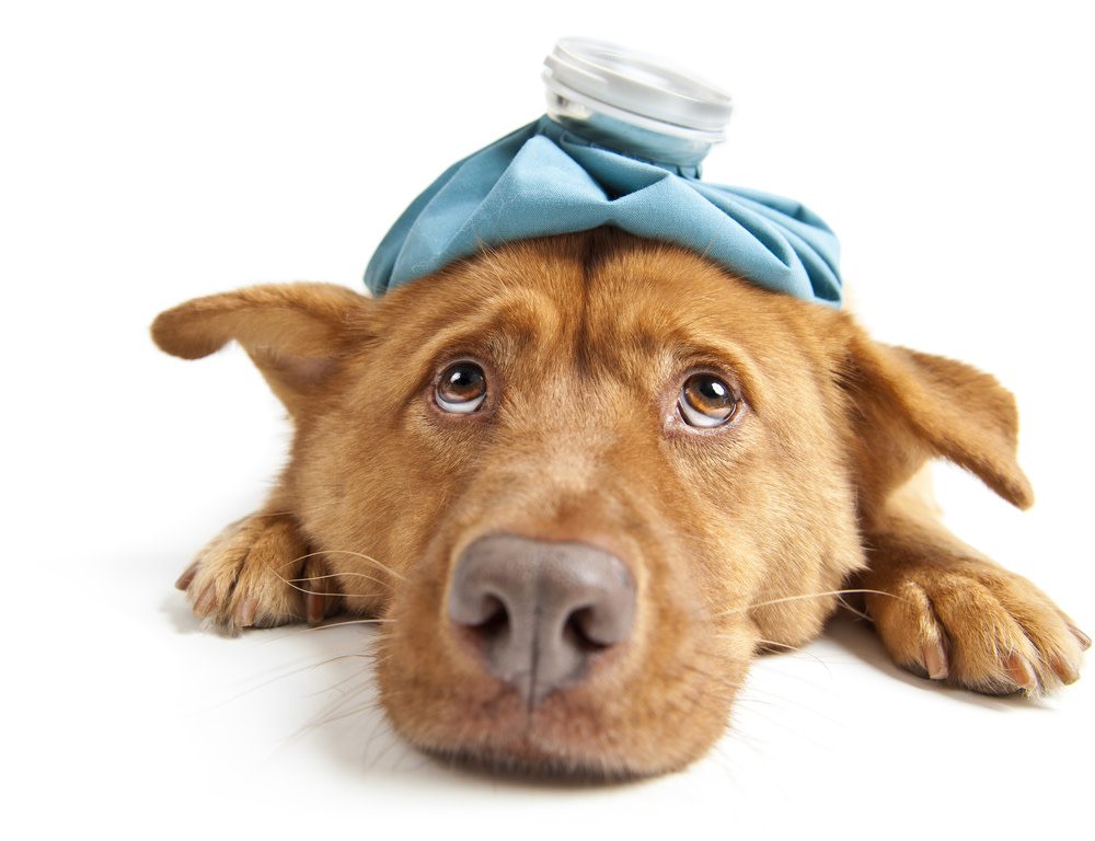 Signs Your Dog has Liver Disease