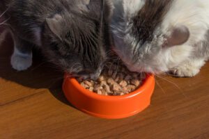 The 5 Best High-Protein Cat Foods: Reviews and Our Top Picks