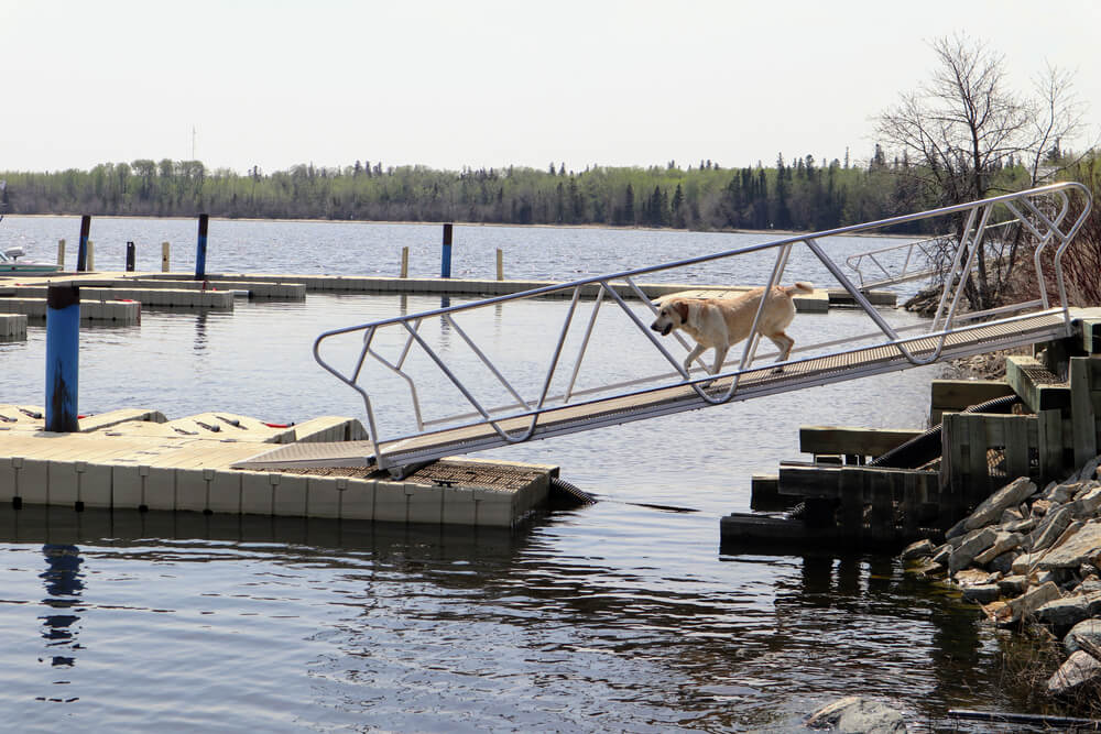 Dog Dock Ramp