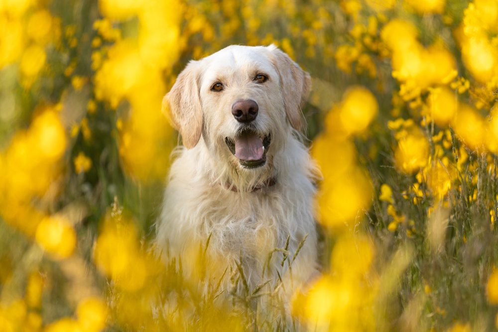 The-Benefits-of-CBD-For-Dogs-With-Cancer