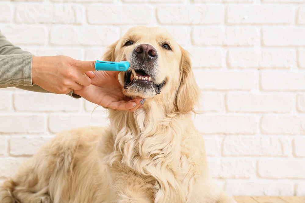 dog getting teeth cleaned with dog toothpaste