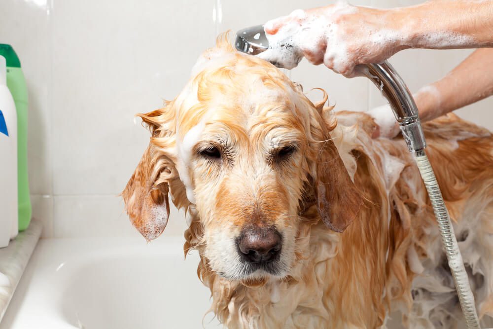 The Flea and Tick Shampoo for Dogs
