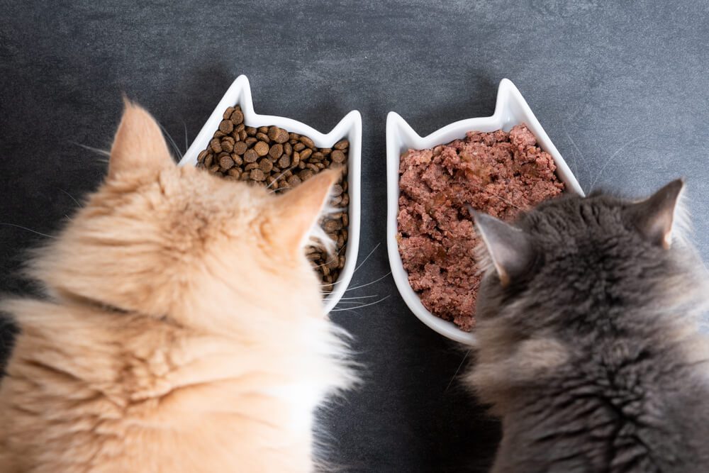 two cats eating out of food bowls