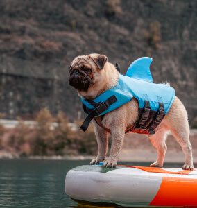 dog in a life jacket