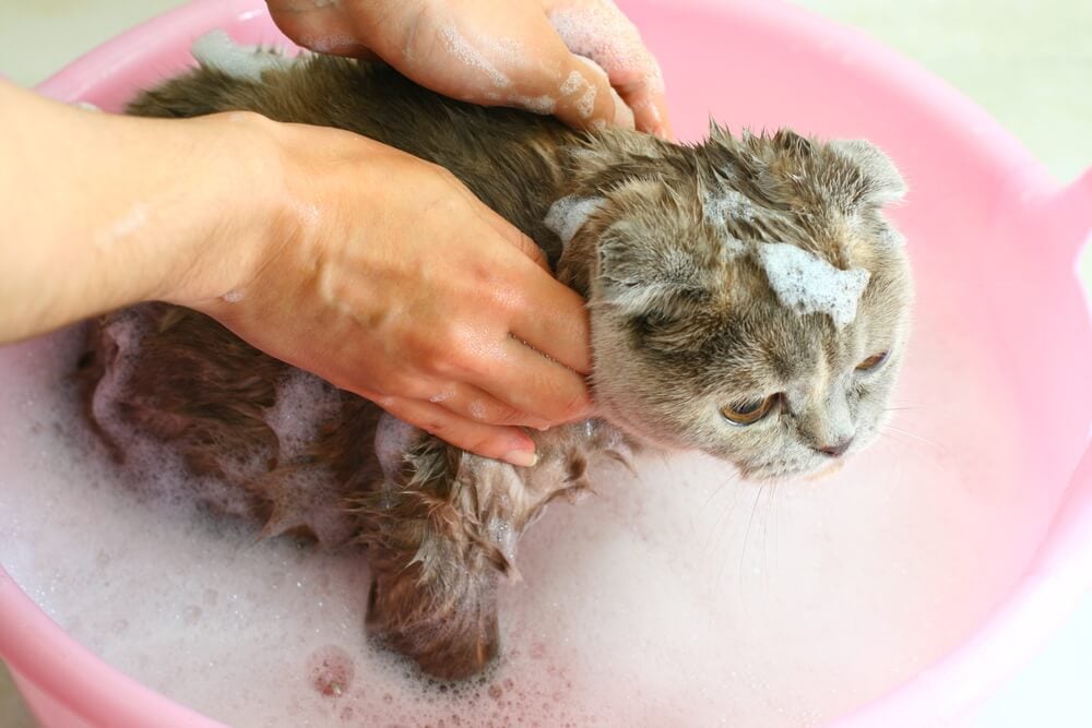 cat getting bathed with ringworm shampoo