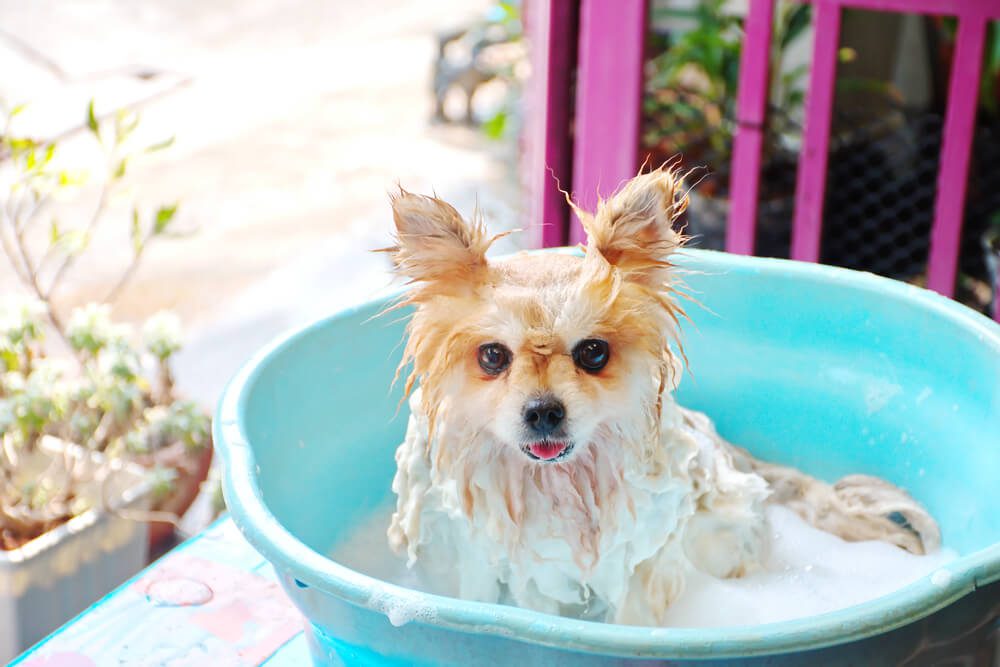 small dog in bath