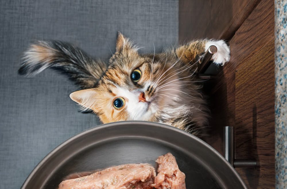 Cat looking at raw cat food