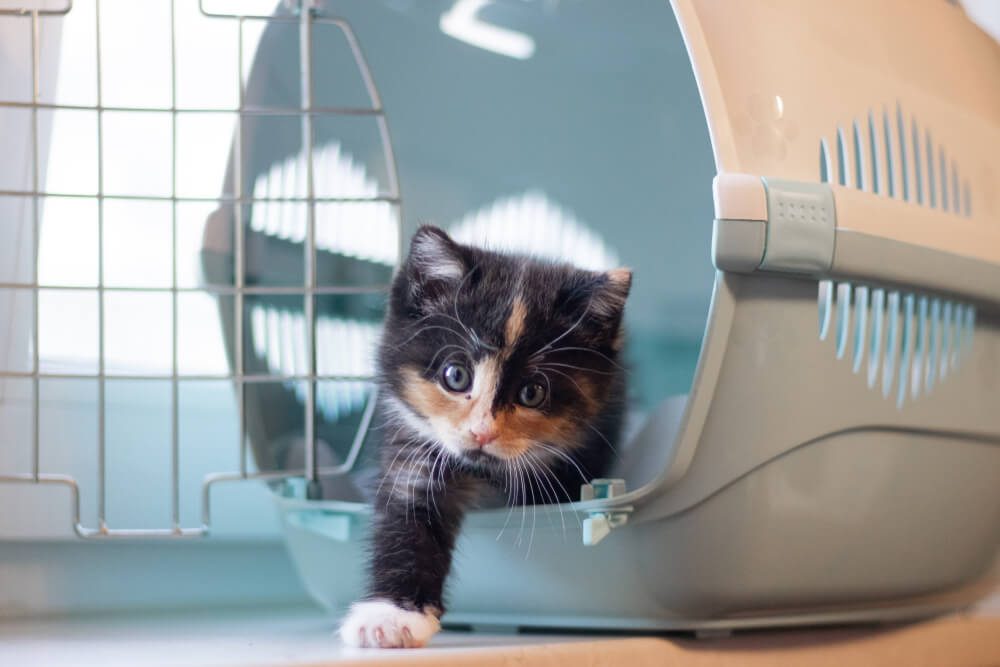 small cat in cat carrier